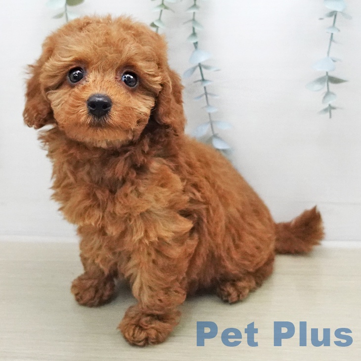 トイ・プードルの写真2