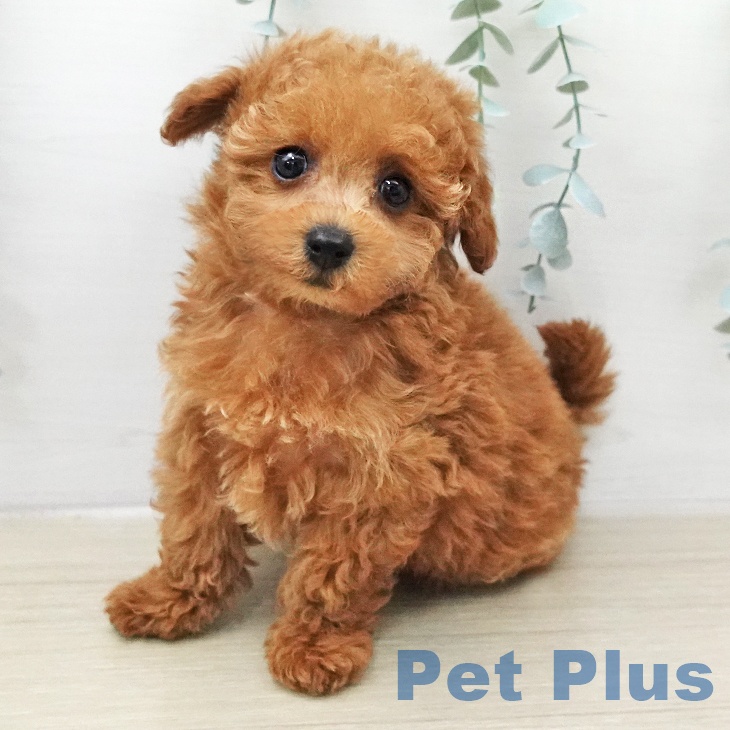 トイ・プードル