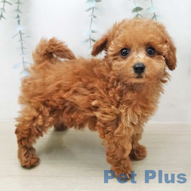 トイ・プードルの写真2