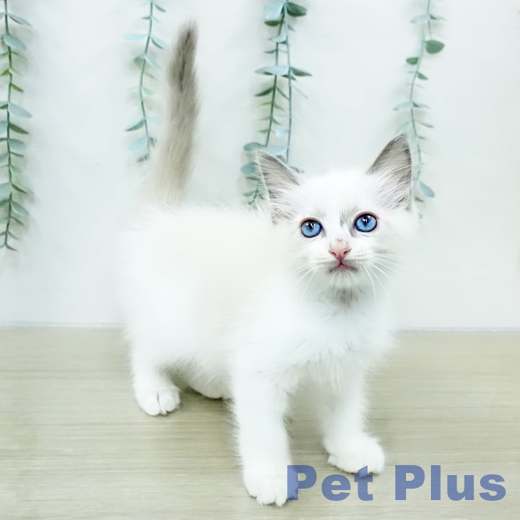 宮城県のラグドール (ペットプラス 名取店/2026年1月7日生まれ/男の子/ブルーポイントバイカラー)の子猫の1枚目の画像