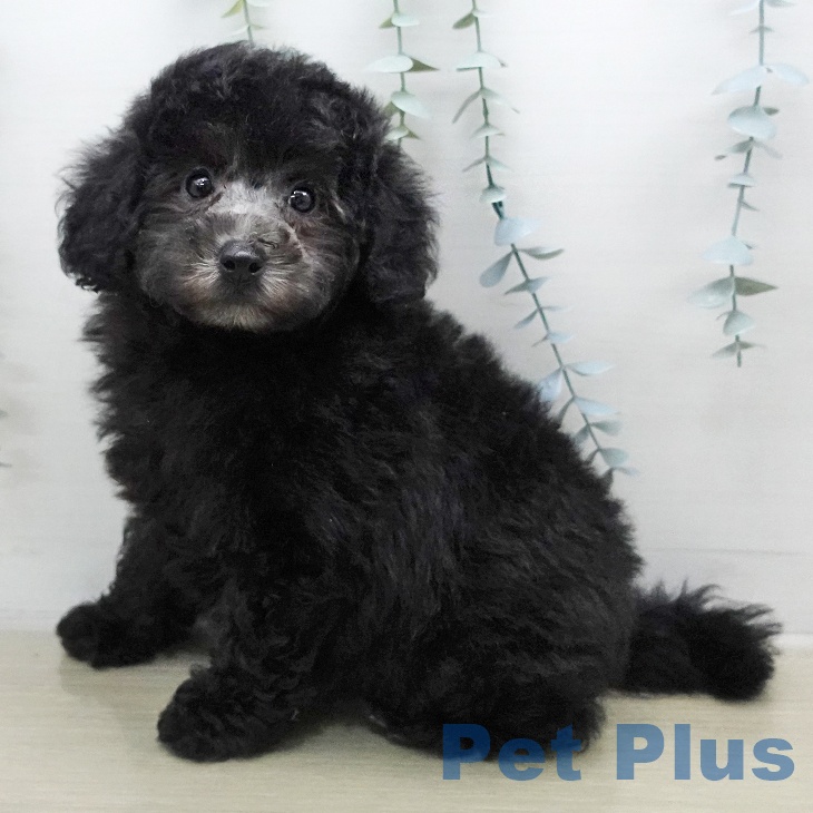 埼玉県のトイプードル(トイ) (ペッツワン 新座店/2026年1月5日生まれ/男の子/シルバー)の子犬の1枚目の画像