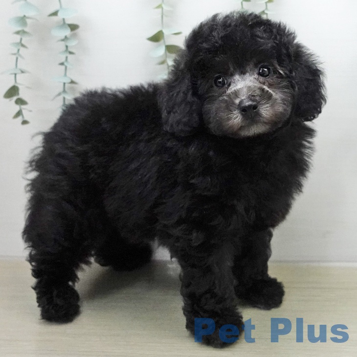 埼玉県のトイプードル(トイ) (ペッツワン 新座店/2026年1月5日生まれ/男の子/シルバー)の子犬の2枚目の画像