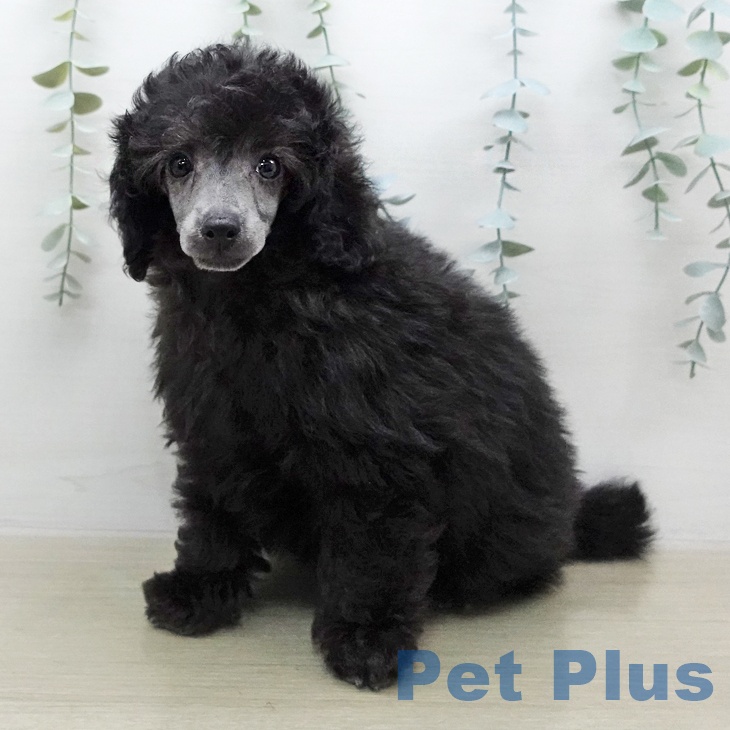 トイ・プードル