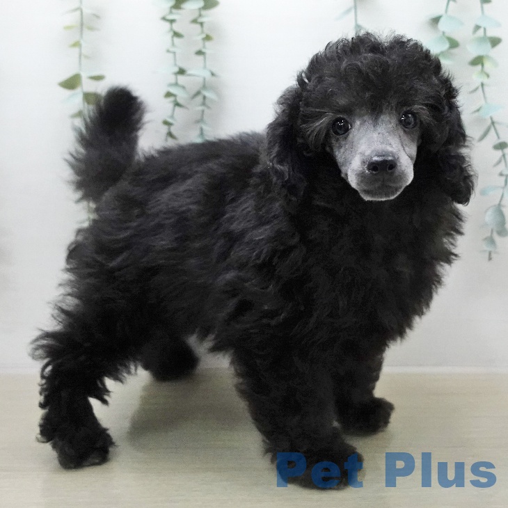 トイ・プードルの写真2