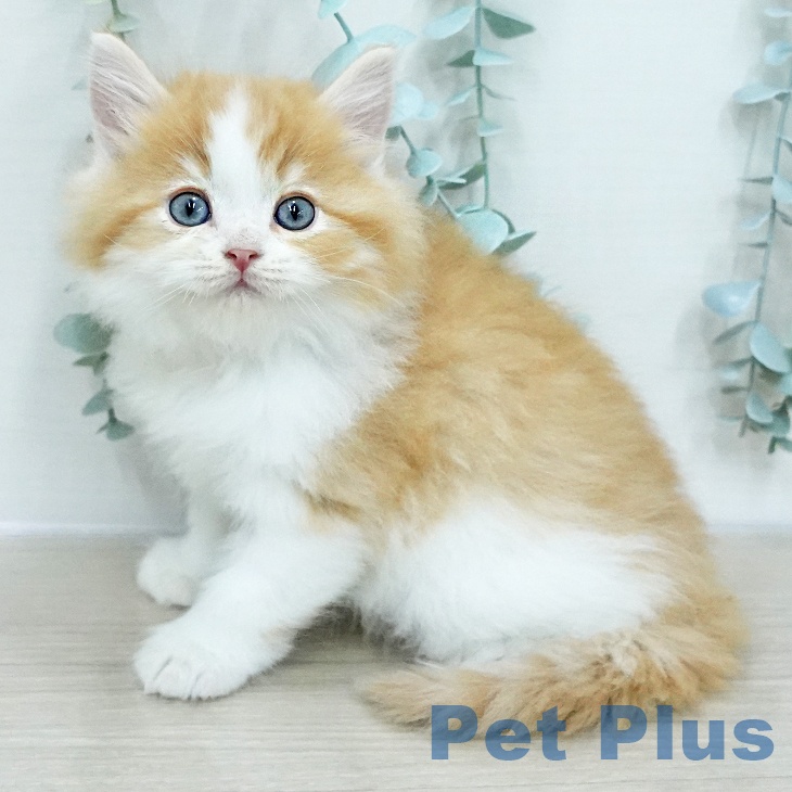 神奈川県のラガマフィン (ペットプラス モザイクモール港北店/2026年1月9日生まれ/男の子/レッドタビーホワイト)の子猫の1枚目の画像