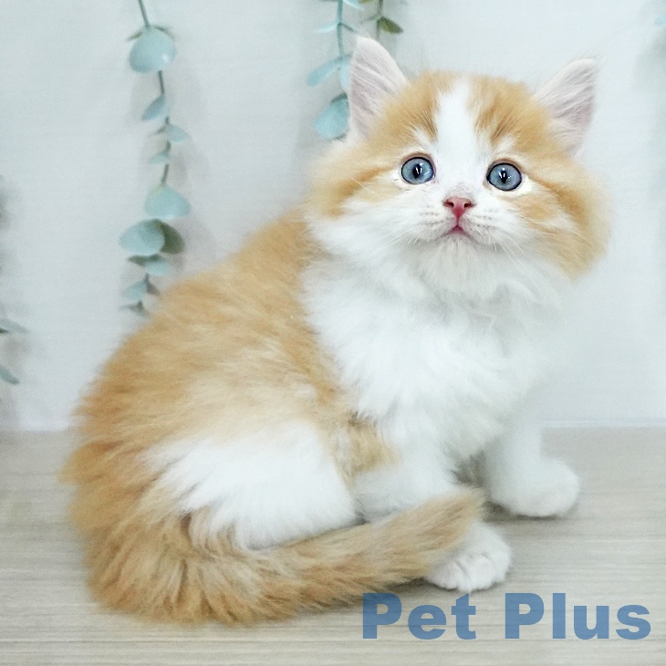 神奈川県のラガマフィン (ペットプラス モザイクモール港北店/2026年1月9日生まれ/男の子/レッドタビーホワイト)の子猫の2枚目の画像