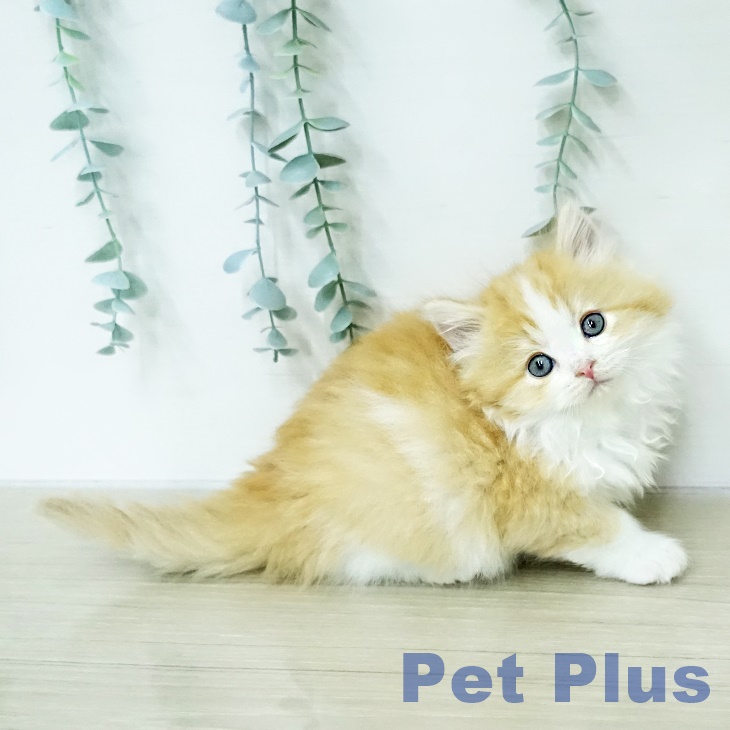 ラガマフィンの写真2