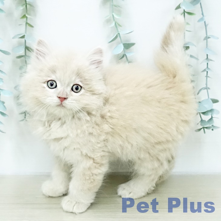 ラガマフィンの写真2