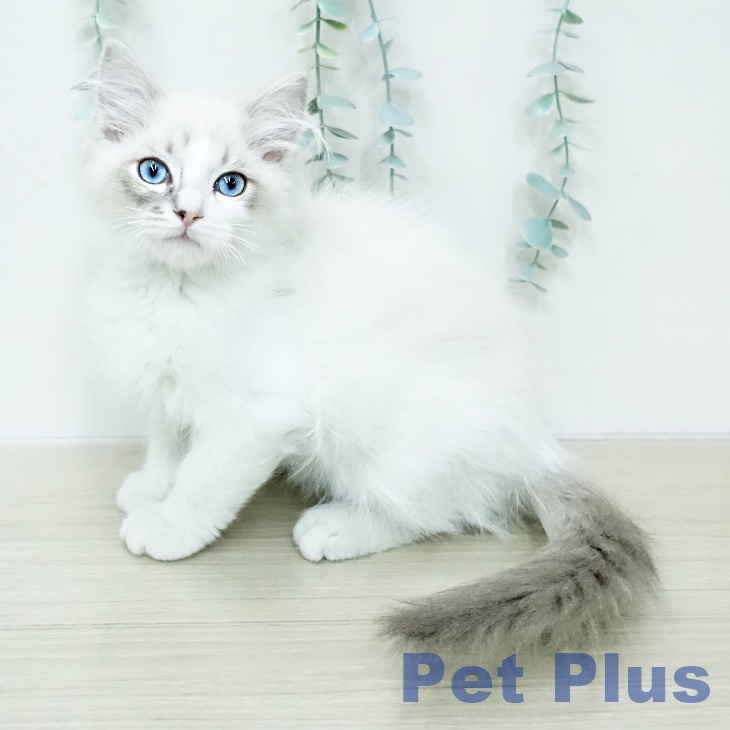 京都府のラグドール (ペットプラス イオンモールKYOTO店/2025年12月27日生まれ/男の子/ブルーポイントバイカラー)の子猫の1枚目の画像