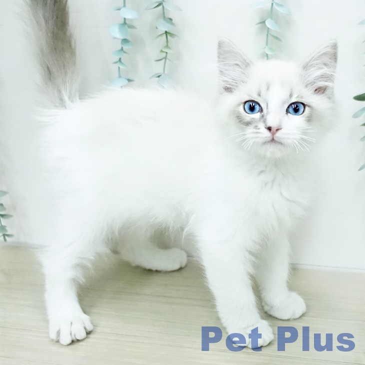 京都府のラグドール (ペットプラス イオンモールKYOTO店/2025年12月27日生まれ/男の子/ブルーポイントバイカラー)の子猫の2枚目の画像