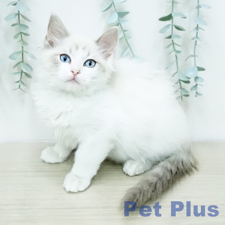 神奈川県のラグドール (ペットプラス モザイクモール港北店/2025年12月27日生まれ/女の子/ブルーポイントバイカラー)の子猫の1枚目の画像