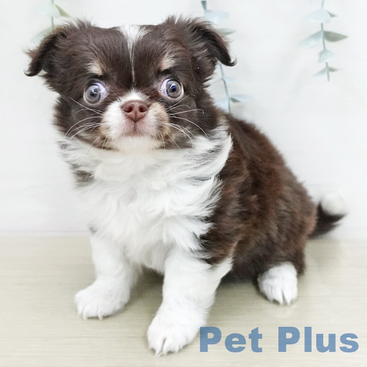 宮城県のチワワ(ロング) (ペットプラス 仙台上杉店/2026年1月10日生まれ/女の子/チョコレートタンホワイト)の子犬の1枚目の画像