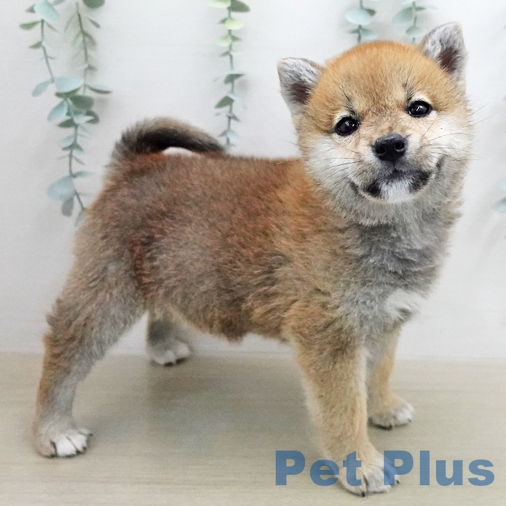 神奈川県の柴犬(標準サイズ) (ペットプラス モザイクモール港北店/2026年1月8日生まれ/女の子/赤)の子犬の1枚目の画像