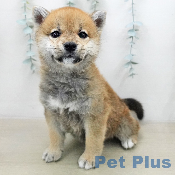 神奈川県の柴犬(標準サイズ) (ペットプラス モザイクモール港北店/2026年1月8日生まれ/女の子/赤)の子犬の2枚目の画像