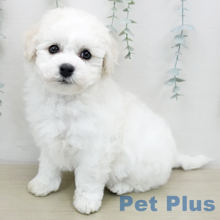 ビション・フリーゼ