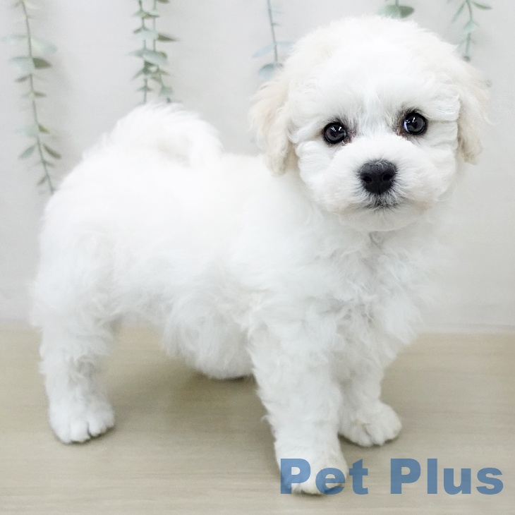 ビション・フリーゼの写真2