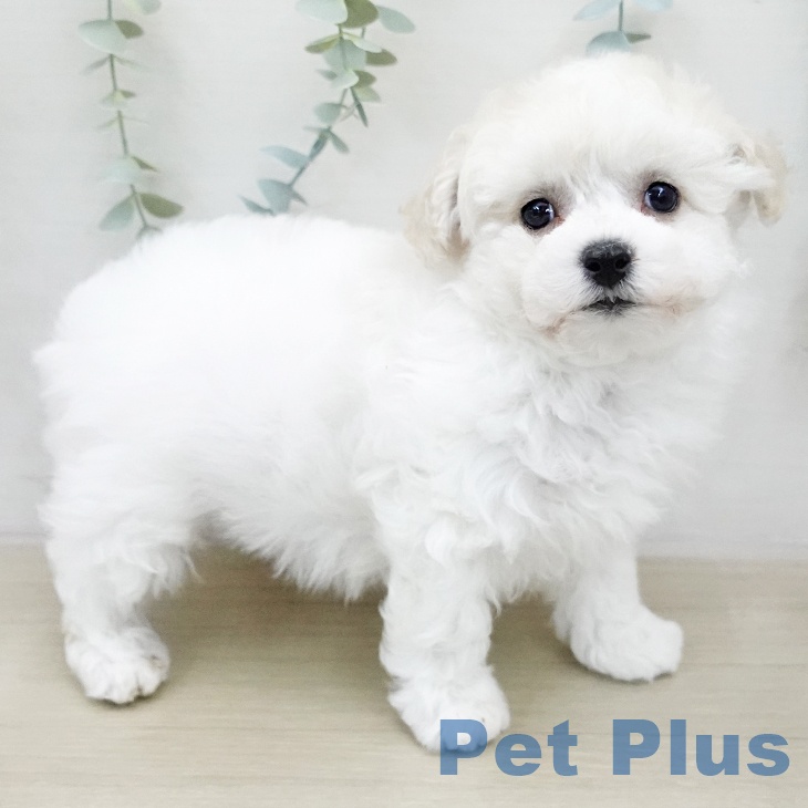 ビション・フリーゼ