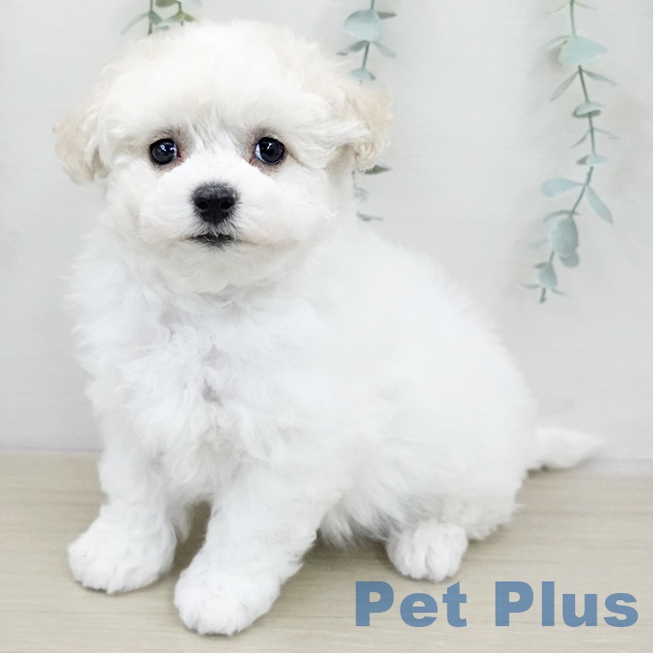 ビション・フリーゼの写真2