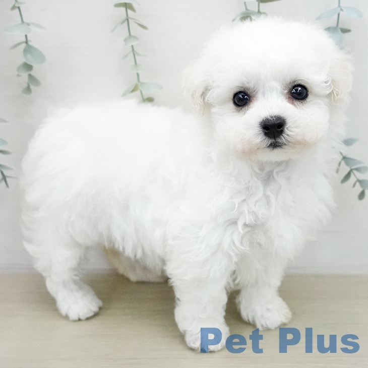 ビション・フリーゼ