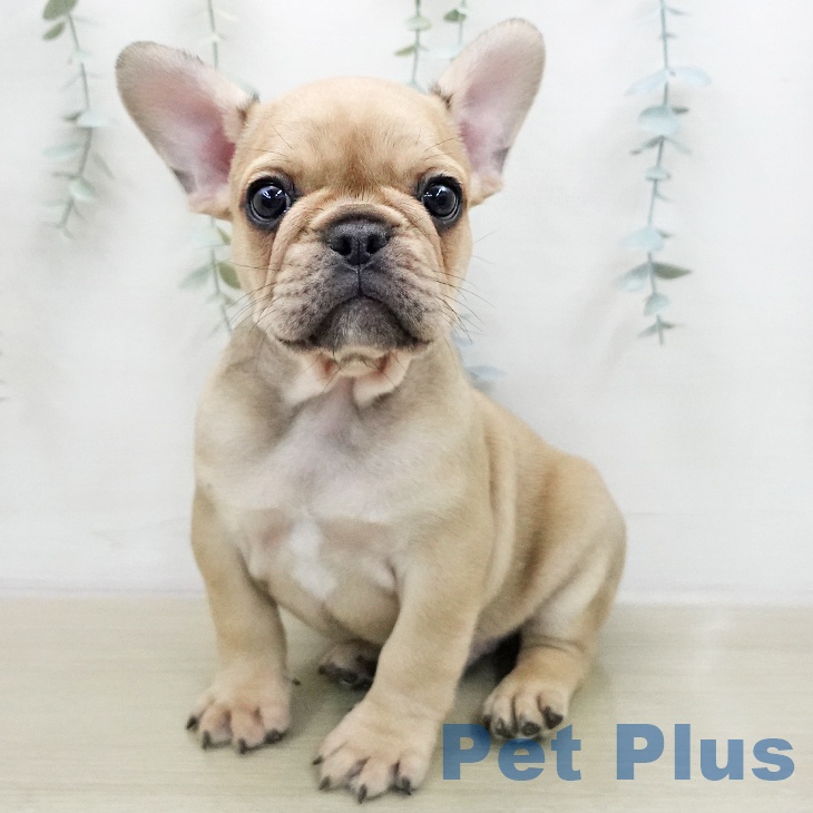 フレンチ・ブルドッグ