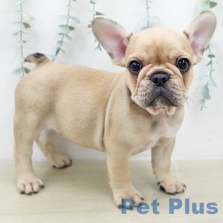 フレンチ・ブルドッグの写真2