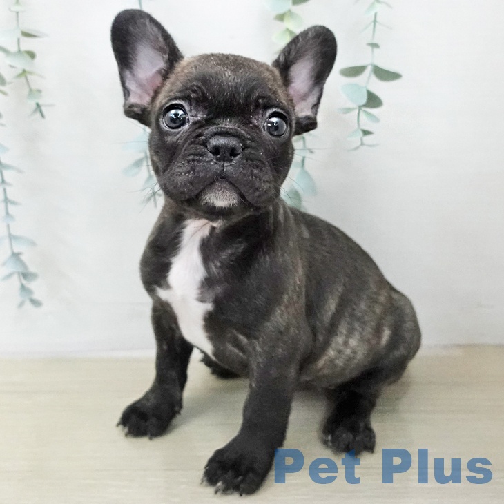 フレンチ・ブルドッグ