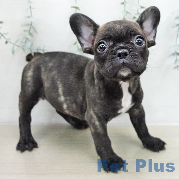 フレンチ・ブルドッグの写真2
