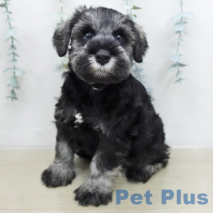 神奈川県のミニチュアシュナウザー (ペットプラス モザイクモール港北店/2026年1月7日生まれ/男の子/ソルトペッパー)の子犬の1枚目の画像