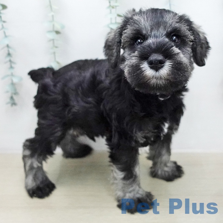 神奈川県のミニチュアシュナウザー (ペットプラス モザイクモール港北店/2026年1月7日生まれ/男の子/ソルトペッパー)の子犬の2枚目の画像