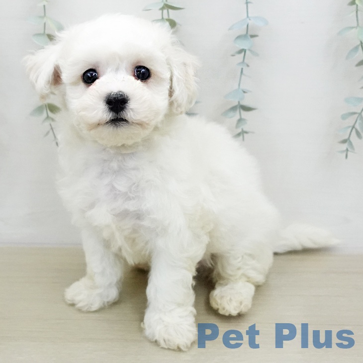 ビション・フリーゼ