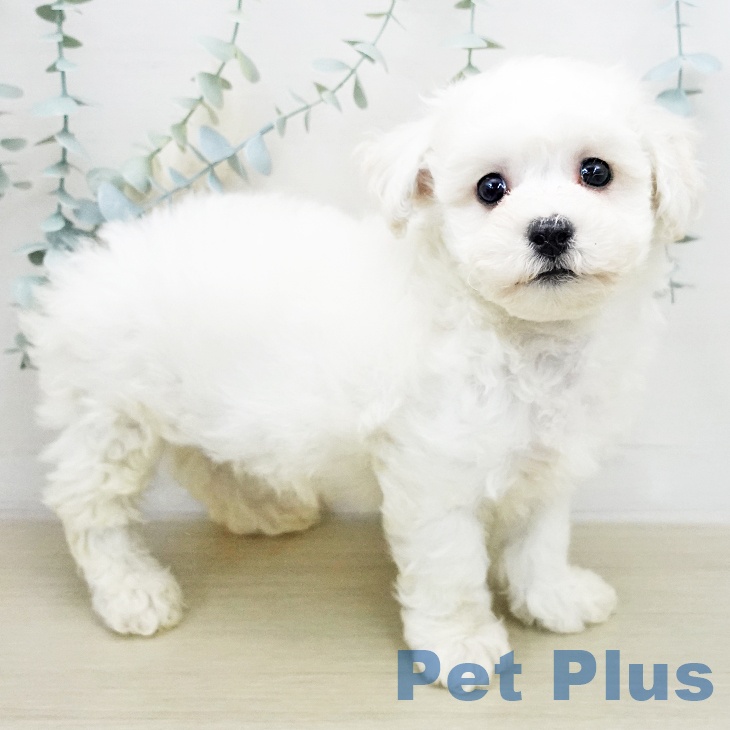 ビション・フリーゼの写真2