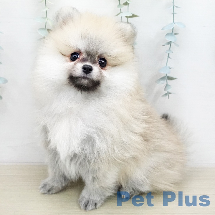 神奈川県のポメラニアン (ペットプラス モザイクモール港北店/2026年1月1日生まれ/女の子/クリームセーブル)の子犬の1枚目の画像
