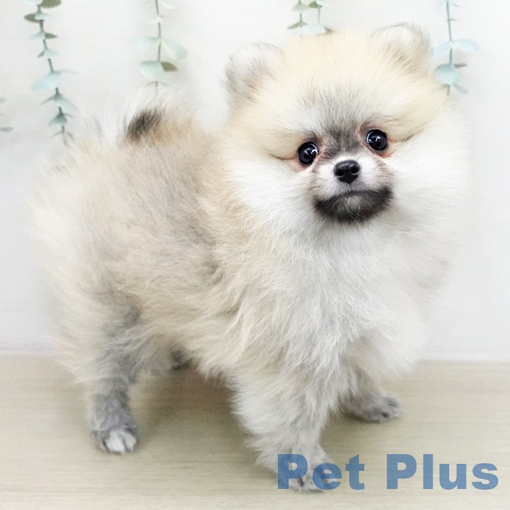 神奈川県のポメラニアン (ペットプラス モザイクモール港北店/2026年1月1日生まれ/女の子/クリームセーブル)の子犬の2枚目の画像