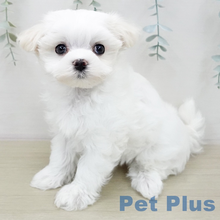 神奈川県のマルチーズ (ペットプラス モザイクモール港北店/2026年1月10日生まれ/女の子/ホワイト)の子犬の2枚目の画像