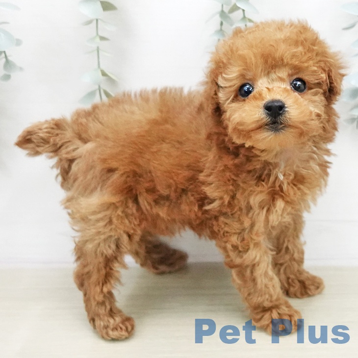 千葉県のトイプードル(トイ) (ペットプラス 幕張新都心店/2026年1月1日生まれ/女の子/レッド)の子犬の1枚目の画像