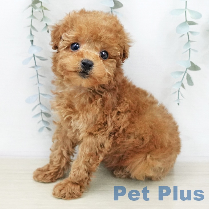 千葉県のトイプードル(トイ) (ペットプラス 幕張新都心店/2026年1月1日生まれ/女の子/レッド)の子犬の2枚目の画像