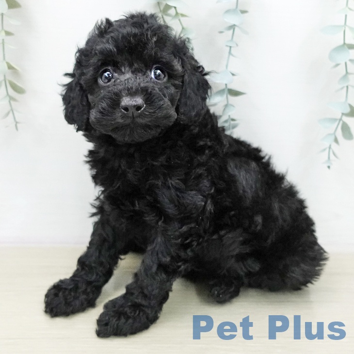 神奈川県のトイプードル(トイ) (ペットプラス モザイクモール港北店/2026年1月10日生まれ/男の子/ブラック)の子犬の1枚目の画像