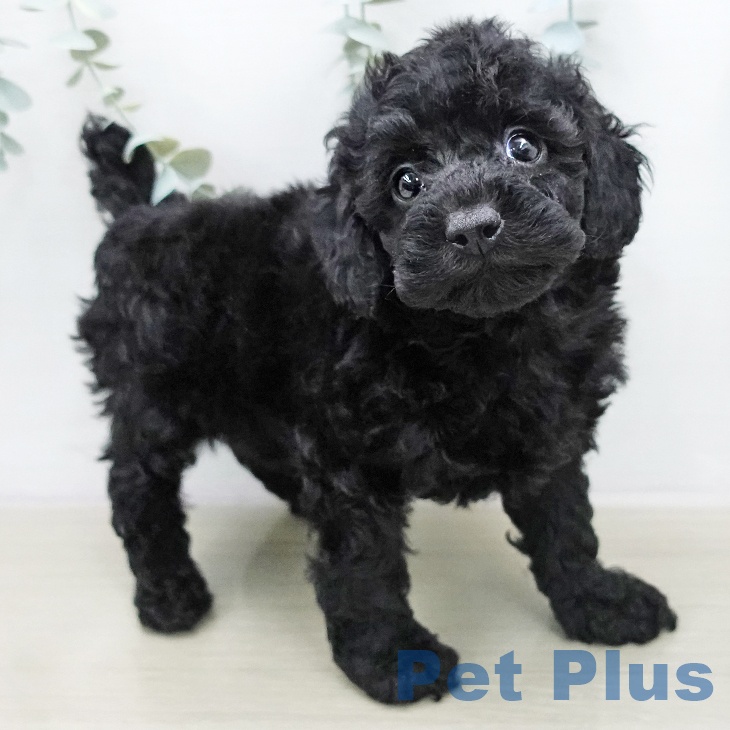 神奈川県のトイプードル(トイ) (ペットプラス モザイクモール港北店/2026年1月10日生まれ/男の子/ブラック)の子犬の2枚目の画像