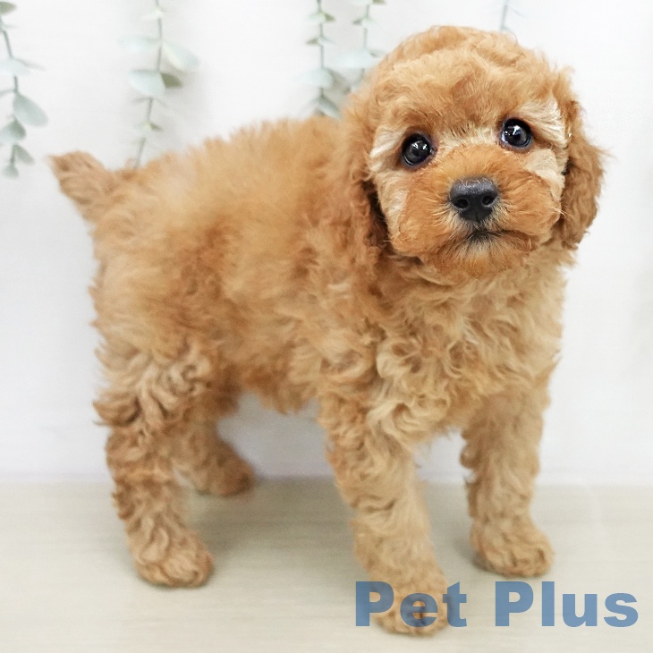 埼玉県のトイプードル(トイ) (ペットプラス 与野店/2026年1月10日生まれ/女の子/アプリコット)の子犬の1枚目の画像