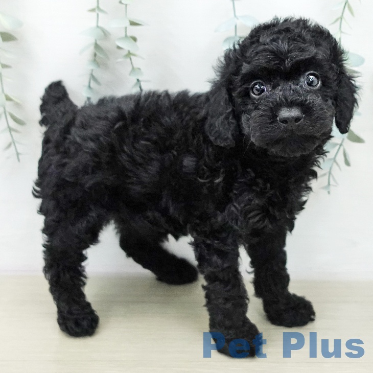 トイ・プードル