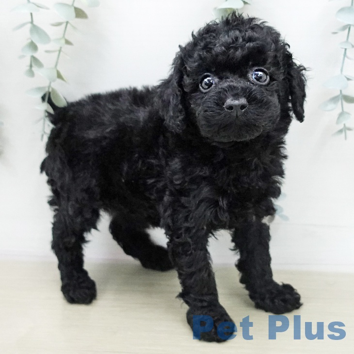 神奈川県のトイプードル(トイ) (ペットプラス モザイクモール港北店/2026年1月10日生まれ/女の子/ブラック)の子犬の1枚目の画像