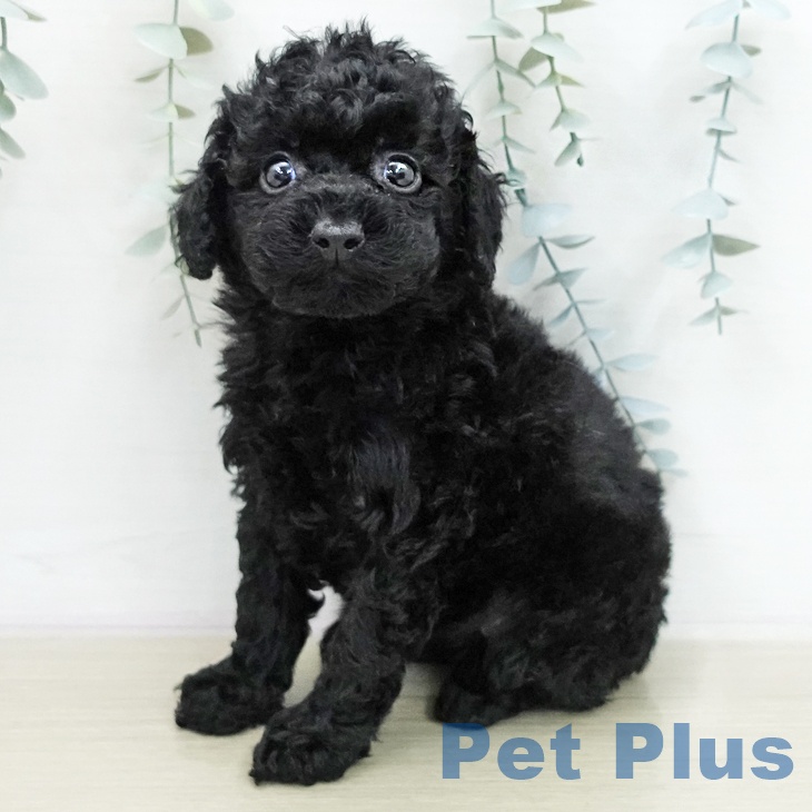神奈川県のトイプードル(トイ) (ペットプラス モザイクモール港北店/2026年1月10日生まれ/女の子/ブラック)の子犬の2枚目の画像