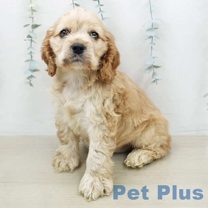 神奈川県のアメリカンコッカースパニエル (ペットプラス モザイクモール港北店/2026年1月10日生まれ/女の子/バフホワイト)の子犬の1枚目の画像