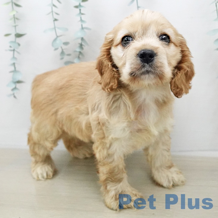 神奈川県のアメリカンコッカースパニエル (ペットプラス モザイクモール港北店/2026年1月10日生まれ/女の子/バフホワイト)の子犬の2枚目の画像