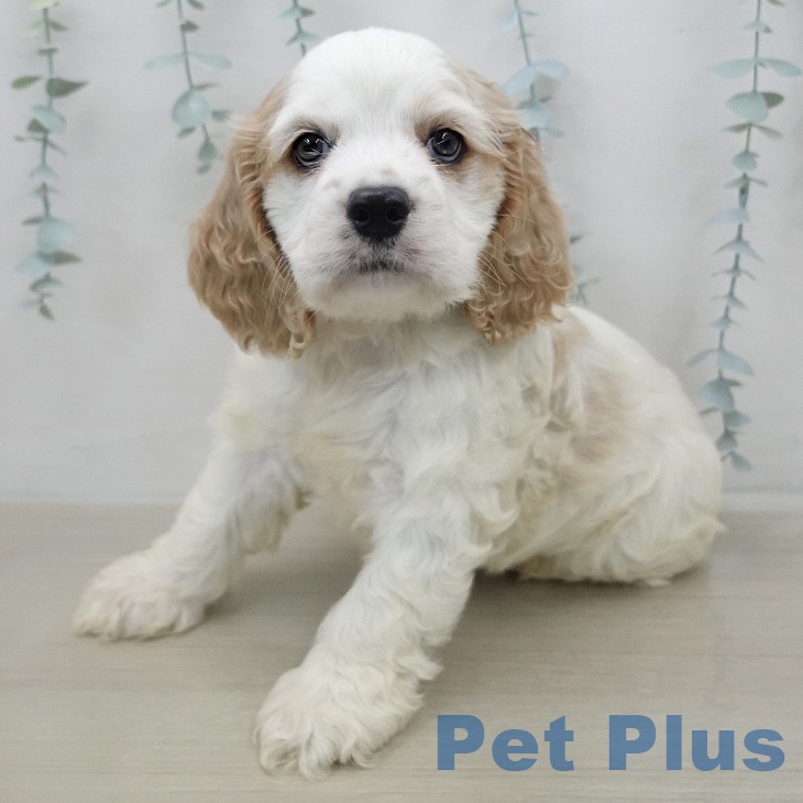 アメリカン・コッカー・スパニエルの写真2