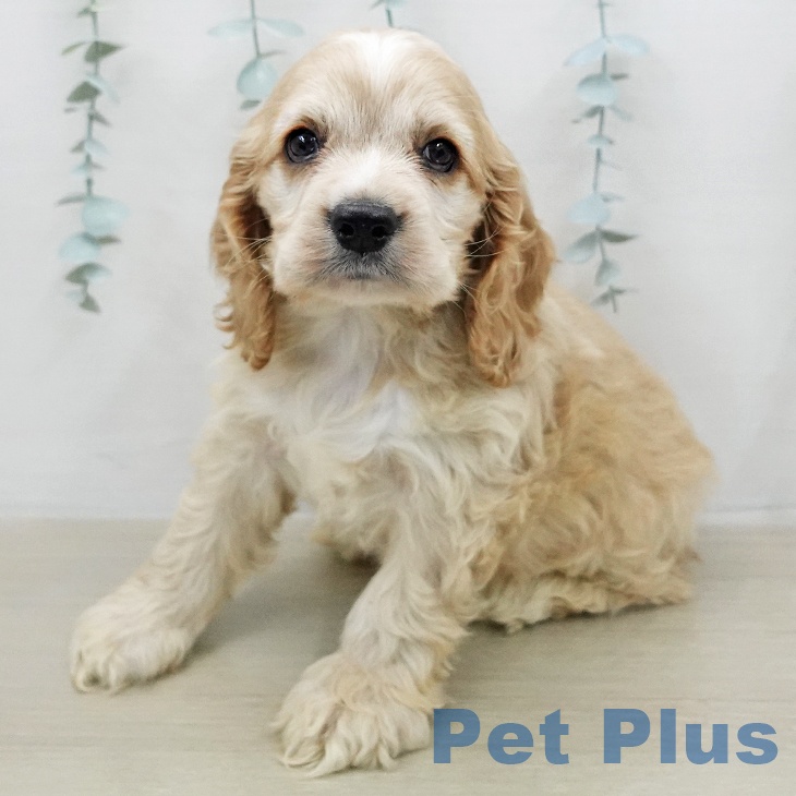 アメリカン・コッカー・スパニエル