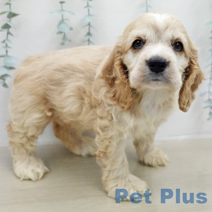 アメリカン・コッカー・スパニエルの写真2