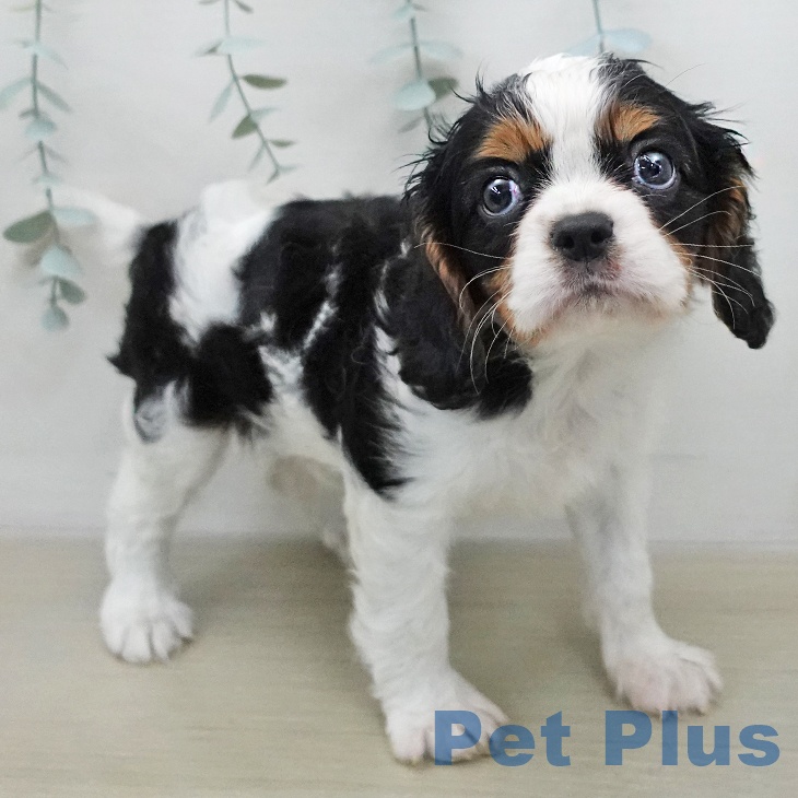 神奈川県のキャバリアキングチャールズスパニエル (ペットプラス モザイクモール港北店/2026年1月10日生まれ/男の子/トライカラー)の子犬の1枚目の画像