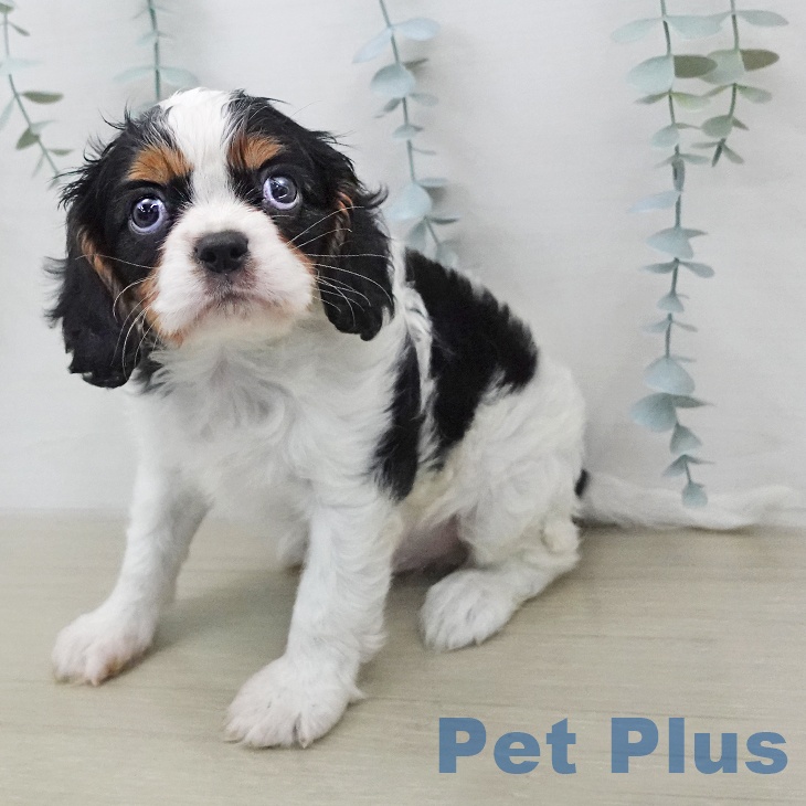 神奈川県のキャバリアキングチャールズスパニエル (ペットプラス モザイクモール港北店/2026年1月10日生まれ/男の子/トライカラー)の子犬の2枚目の画像