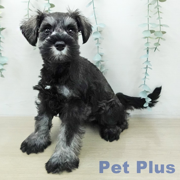 ミニチュア・シュナウザー